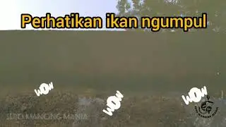 MANCING BERBURU IKAN HIAS DI SETU BORCES