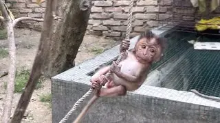baby monkey samson maneuvers well on the rope