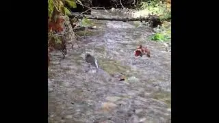 Chum Salmon Returning Home
