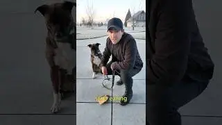 How to Teach Your Dog Not to Eat Anything Off the Ground (Pain-free) #dogtraining #dogtrainer