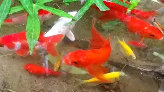 Beautiful Colorful Fish Caught in a Small Pond 🐟✨