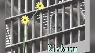 &ldquo;Child gorilla&rdquo;Faithful Kintaro🦍 attends the animal memorial service again this year🥀