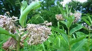 Exploring Harpeth River State Park:  Hiking Gossett Tract
