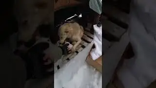 Собак спасли в заснеженной местности #собака #спасение #снег
