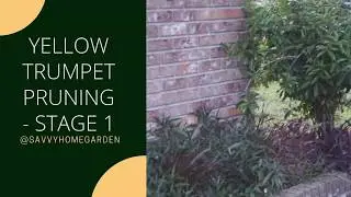 #yellowtrumpet Yellow Trumpet Pruning Stage 1/SavvyHomeGarden