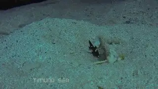 Graceful Shrimp Goby (White Cap Goby) & Red Spotted Goby Shrimp - Ras Ghazlani, Sinai.