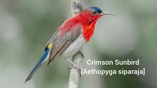 Crimson Sunbird[Aethopyga siparaja]🐦🦜🕊️ 🎵🐤❤️💖🍀🌻🌹