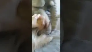 это просто хит номер 1