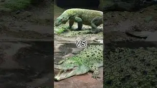 Komodo vs buaya#shorts#feedshorts#komodo#buaya