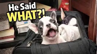 Tiny Frenchie Talks Back and Shocks Mom With &ldquo;I Love You&rdquo; 😆🐶