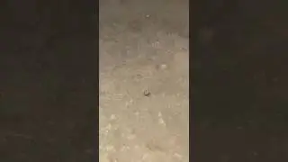 Late Night Scorpion Encounter in Joshua Tree, CA