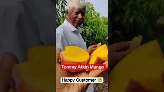 Tommy Atkin Mango || Latest Mango || Saptagiri Nursery