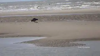 Wolverine vs dog