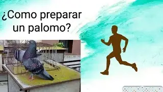 palomos deportivos..¿como preparar un palomo para la nueva temporada? cullera. Valencia