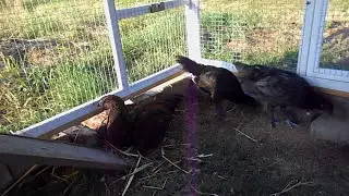 Chicken breed (rare) from EU Belgium  - Luikse Vechter, Combattant Li&egrave;gois, Belgian game.
