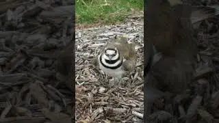 Killdeer Calling Sounds Video: North America Birds Songs Nature Sounds