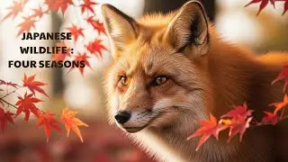 Japanese Wildlife Through the Four Seasons | Slow Nature Documentary
