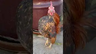 World&rsquo;s Smallest Chicken Breed: BALL CHEST SERAMA ROOSTER