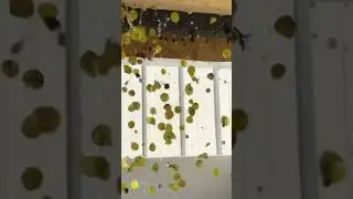 White wine making- Wine Tok  - Napa Valley Wine Academy