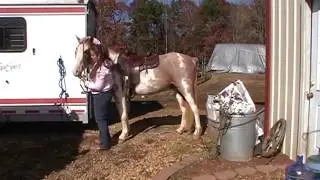 Hildalgo, aka Powers Hildalgo, SSHBEA gelding, 6yo for sale