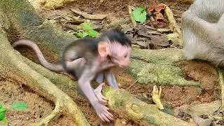 Healthy and Active Baby Monkey Jinx &ndash; Development Highlights