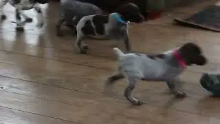 German Shorthaired Pointer Puppies For Sale