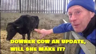 DOWNER COW AN UPDATE. WILL SHE MAKE IT?