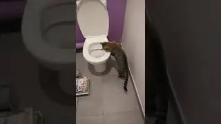 Mon chat 😺 ZEN et les toilettes, une grande histoire d'💖