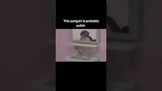 Polish penguin 🐧 #viralvideo #foryou #memes