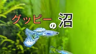 グッピー飼育を始めよう！こんなにハマる熱帯魚は他に無し！［#1]このシリーズではたくさん学べるシロートの方への動画だよ。#グッピー.#水草水槽.#熱帯魚