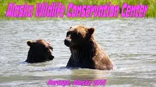 Alaska Wildlife Conservation Center Portage, Alaska 2014
