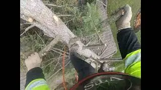 Storm damaged spruce tree falls on house!#work #dangerous #treeremoval #arborist #chainsawman #gopro