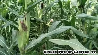 Umiyak si manong Mel sa kanyang mais🤣