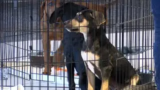 Shaheen Chevrolet holds &lsquo;Adopt, Don&rsquo;t Shop&rsquo; event in Lansing