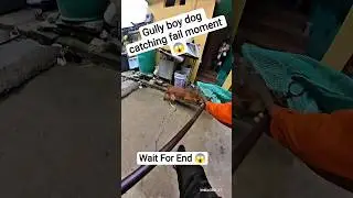 gully boy dog catch fail moment #shorts @mafiacatcher