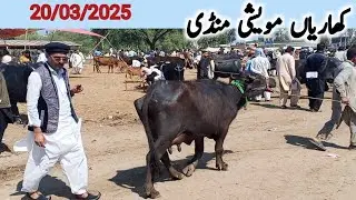 Kharian maweshi mandi 20 Mar 2025/funny video/janwarmandi pk/Shazar Riaz official