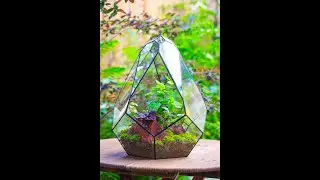 large leave maiden hair fern terrarium planting idea sharing