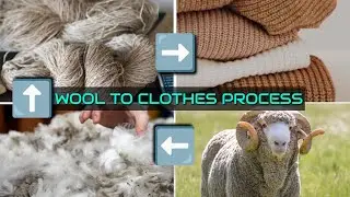 How woolen clothes are made by sheep wool