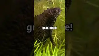 D&eacute;couvrez le fascinant Triton alpestre!