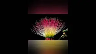 Meditationsong || #lifemusic || Credits to Audio Library|| Alive || #shorts