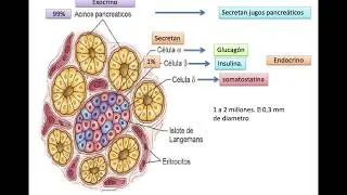 INSULINA Y GLUCAGON