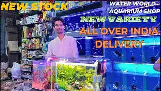 Water World Aquarium Shop❤️ cheapest Fish in Delhi | new stock | #guppy #shrimp #mollyfish #fish