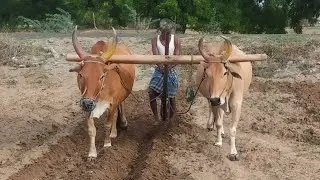 Bullock Cart using plowing purpose of Cultivating in agriculture farming|Bullock |Life Time Farmer