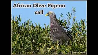 African Olive Pigeon call from the Kologha forest near Stutterheim, Eastern Cape.