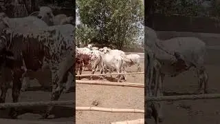 Cattle farming open shed #shortvideo