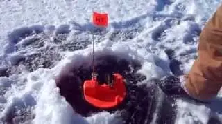 tip up fishing with farting ?