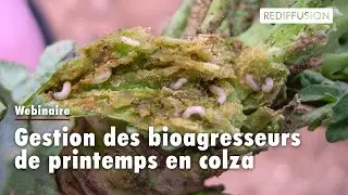 Colza - Gestion des bioagresseurs de printemps - RTTI 2023