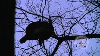 LISTEN to this gobbler POUNDING on the roost!!! | EXCITED JAKE YELPING | AWESOME hen turkey yelps
