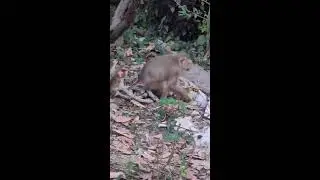 Daily Monkey 🐒 monkey very hungry. We help feed some fruit to monkeyeat.t