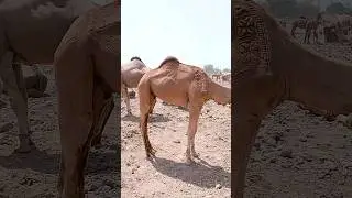 A five year old very beautiful and decorated camel. #ytshorts #camel #animals #shorts